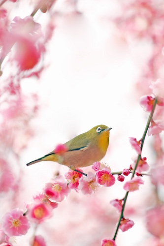 Japanese bird
